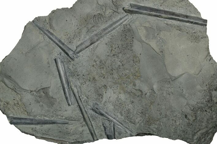 Plate of Jurassic Belemnite (Youngibelus) Rostrums - Germany #354209